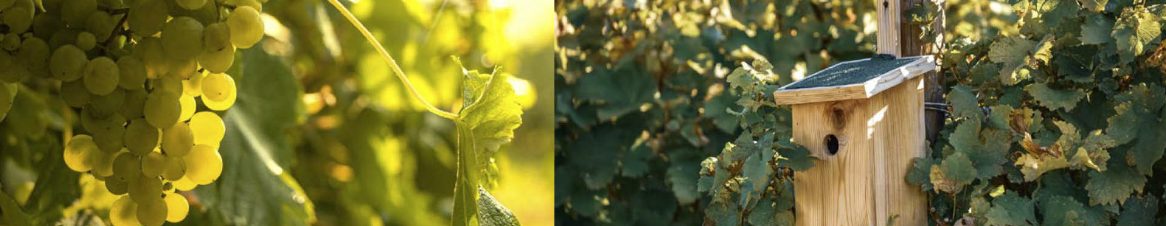 Uvas blancas y casa de pájaros en el viñedo